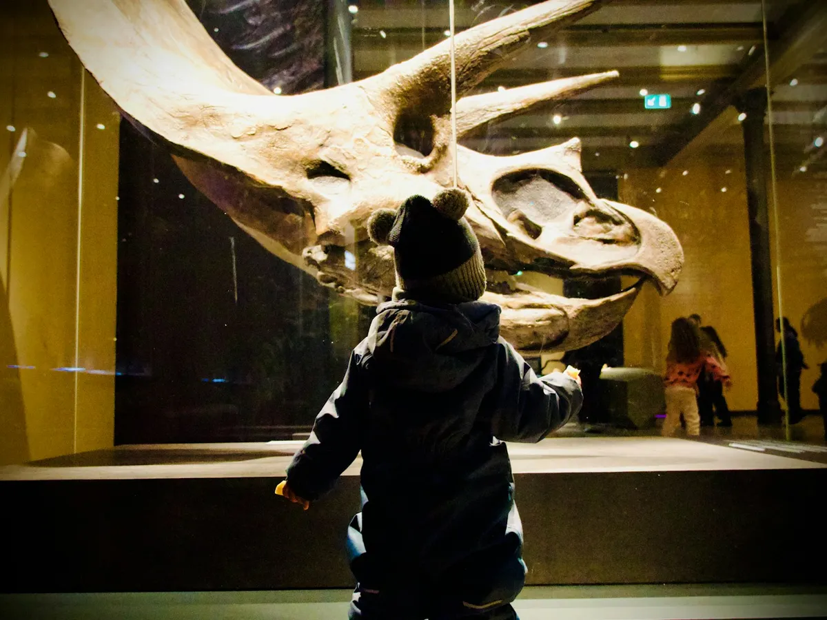 A small child in a winter hat gazing up at a giant dinosaur skeleton in a natural history museum
